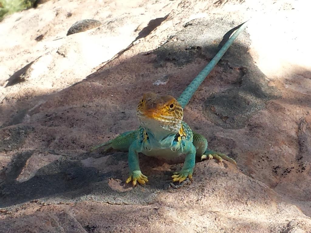 Stone Lizard Lodge Blanding Dış mekan fotoğraf