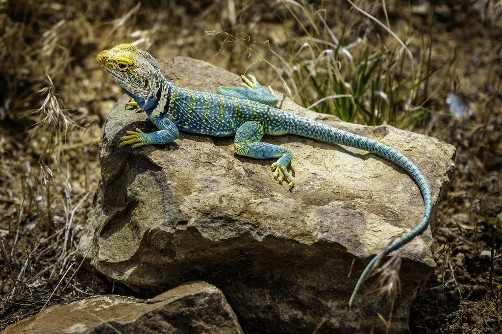 Stone Lizard Lodge Blanding Dış mekan fotoğraf